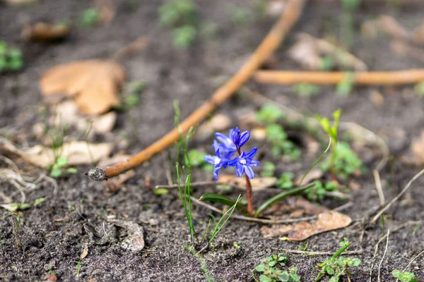 Primer Plano Flores Dos Hojas Prado Bajo Luz Del Sol — Foto de Stock