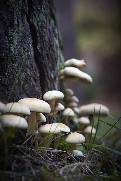 Disparo Vertical Setas Árbol Bosque — Foto de Stock