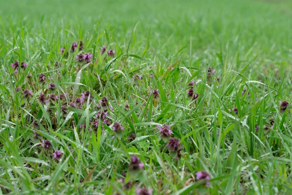 Een Close Van Rode Dovenetel Bloemen Omgeven Door Bladeren Buiten — Stockfoto