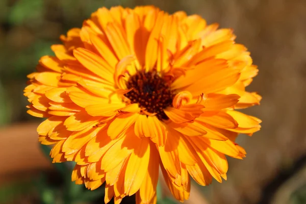 Een Selectieve Focus Van Een Heldere Bloem — Stockfoto