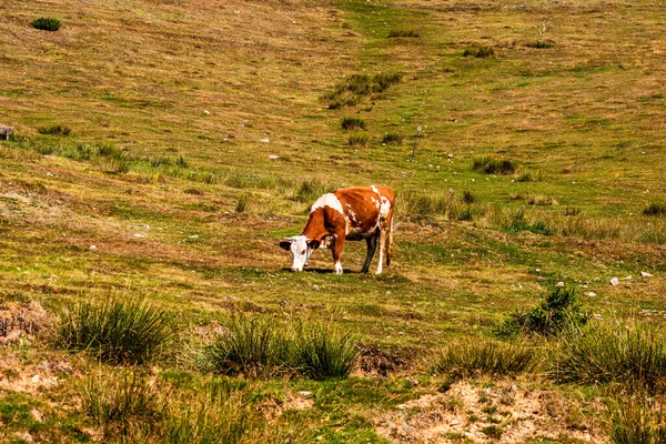 一头奶牛在牧场上吃草的特写镜头 — 图库照片