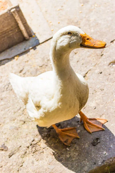 Vertical Shot Adorable Duck Standing Concrete Ground — Stock Photo, Image