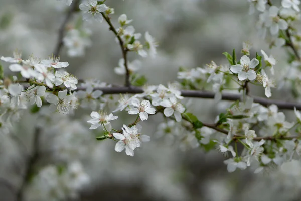 Closeup White Cherry Blossoms Outdoors Daylight — Stock Photo, Image