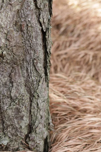 Pionowe Ujęcie Pnia Drzewa Suchej Trawy — Zdjęcie stockowe