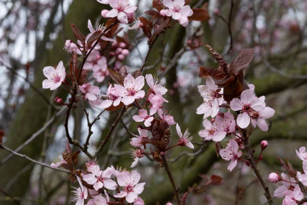 Eine Nahaufnahme Rosa Kirschblütenknospen Freien Bei Tageslicht — Stockfoto