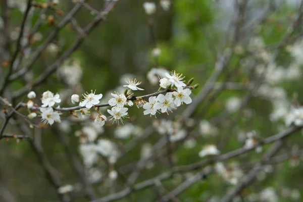 昼間は屋外に白い桜の花が咲く — ストック写真