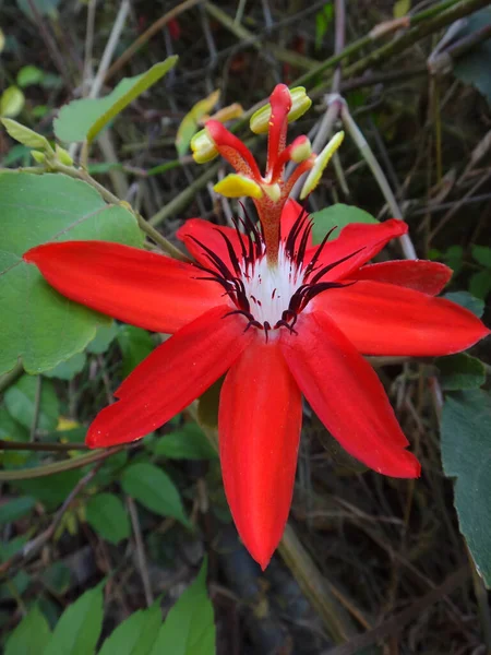 Close Uma Flor Vermelha Paixão Passiflora Susan Joy — Fotografia de Stock