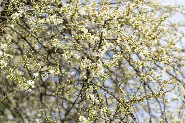 Eine Nahaufnahme Weißer Kirschblüten Freien Bei Tageslicht — Stockfoto
