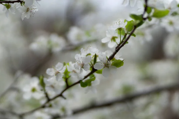 Detailní Záběr Krásných Bílých Třešňových Květů Během Dne — Stock fotografie