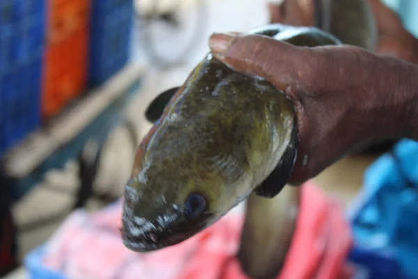Closeup Shot Male Holding Freshly Caught Fish — Stock Photo, Image