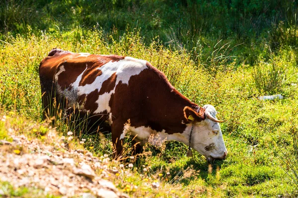 一头奶牛在牧场上吃草的特写镜头 — 图库照片