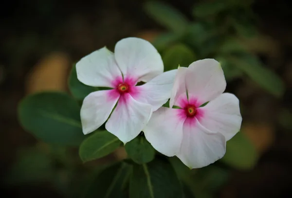 Bahçedeki Güzel Çiçeklerin Seçici Odağı — Stok fotoğraf