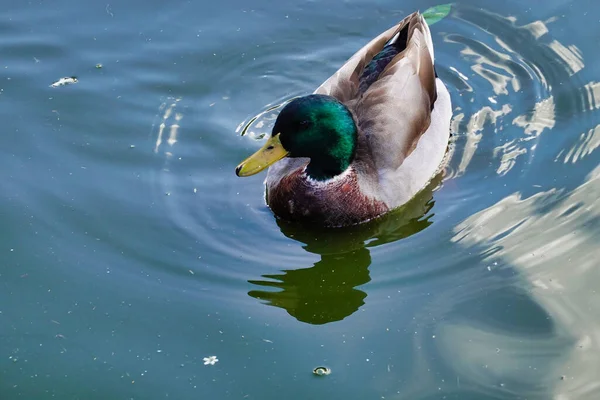 Tiro Cerca Pato Una Superficie Agua —  Fotos de Stock