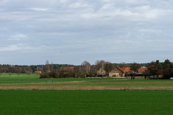 Naturlig Syn Grönt Gräs Ett Jordbruksområde — Stockfoto