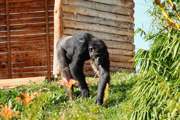 動物園で黒い猿のショット — ストック写真
