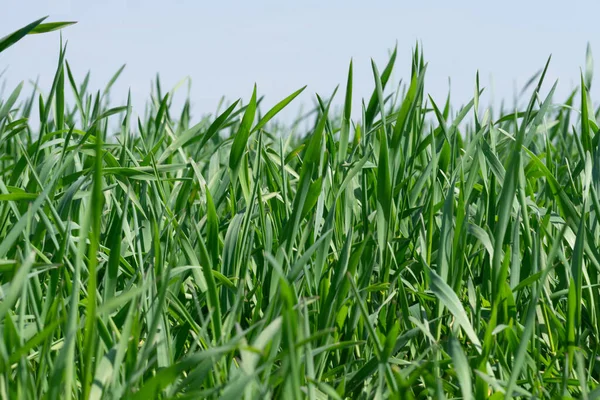 Närbild Grönt Gräs Täckt Vattendroppar Dagsljus — Stockfoto