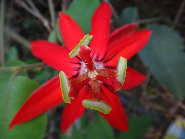 Top View Fresh Red Passion Flower Passiflora Garden — Stock Photo, Image