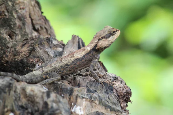 Closeup Shot Lizard Tree Trunk Green Background — Stock Photo, Image