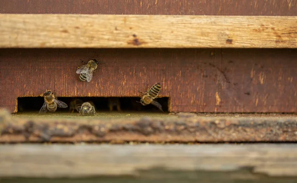 Abejas Volando Arrastrándose —  Fotos de Stock