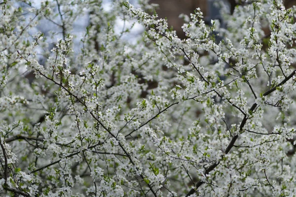 Primer Plano Flores Cerezo Blanco Aire Libre Durante Día — Foto de Stock