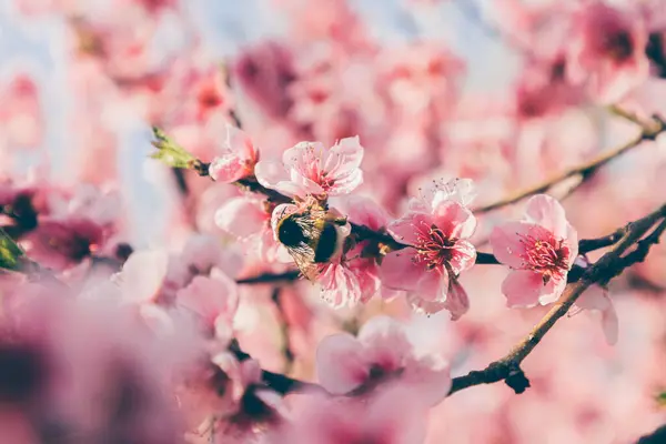 Eine Selektive Fokusaufnahme Eines Blühenden Baumes Mit Rosa Blüten — Stockfoto
