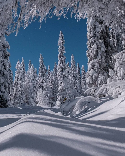 清澈的天空映衬着覆盖着白雪的森林美景 — 图库照片