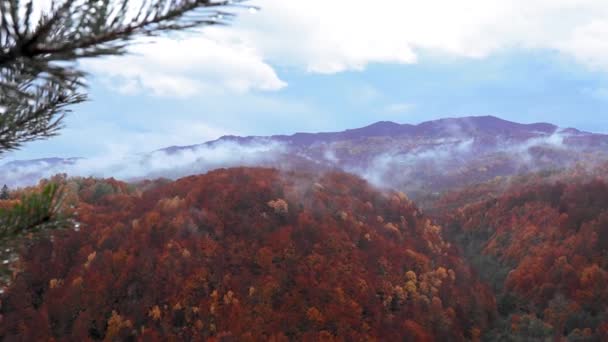 Malebný Pohled Nekonečný Podzimní Les Slunečného Dne — Stock video