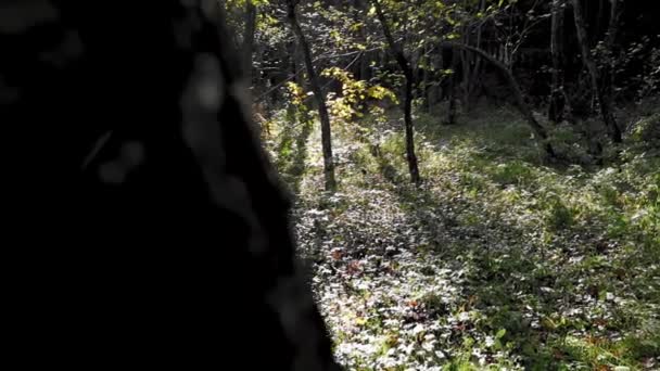 Живописный Вид Бесконечный Осенний Лес Солнечный День — стоковое видео