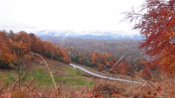 晴れた日の無限の秋の森の絵のような景色 — ストック動画