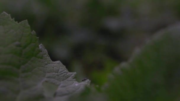 Yeşil Yapraklı Bir Karıncanın Makro Görüntüsü Bir Görüntüsü — Stok video