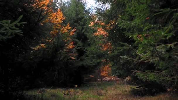 Vista Pittoresca Della Foresta Autunnale Senza Fine Nella Giornata Sole — Video Stock