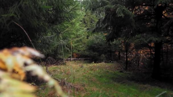 Γραφική Θέα Του Απέραντου Φθινοπωρινού Δάσους Την Ηλιόλουστη Μέρα — Αρχείο Βίντεο