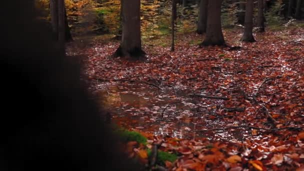 Pintoresca Vista Del Interminable Bosque Otoñal Día Soleado — Vídeo de stock