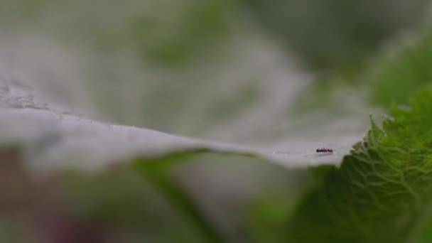 Makro Ujęcie Mrówki Zielonym Liściu Nagranie — Wideo stockowe