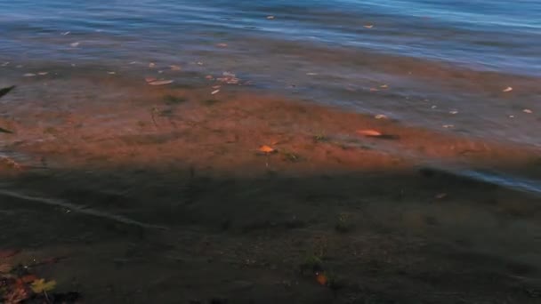 Piękny Widok Rzekę — Wideo stockowe