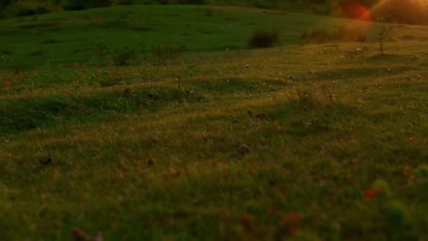 Prachtig Landschap Met Een Veld — Stockvideo