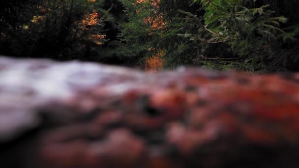 Γραφική Θέα Του Απέραντου Φθινοπωρινού Δάσους Την Ηλιόλουστη Μέρα — Αρχείο Βίντεο