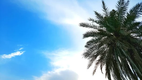 Tiro Ângulo Baixo Uma Palmeira Data Fundo Céu Nublado — Fotografia de Stock