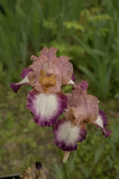 Colpo Verticale Fiori Iris Fiore — Foto Stock