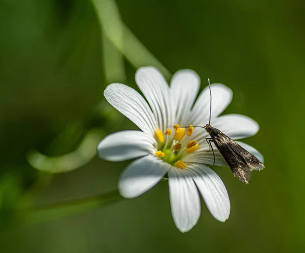 Une Mouche Sur Une Fleur Blanche — Photo