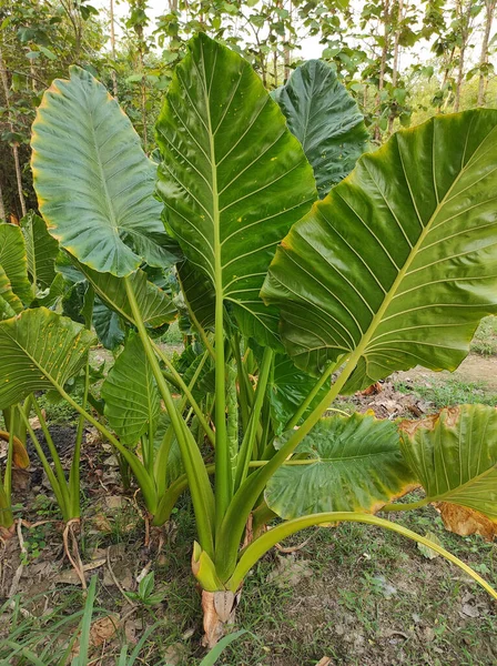 地面に明るい緑の巨大なXanthosomaの葉や象の耳の植物のクローズアップショット — ストック写真