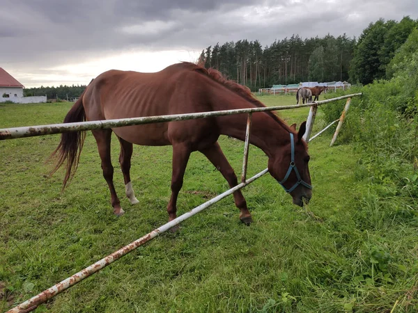 Zbliżenie Ujęcia Brązowego Konia Wypasającego Się Pastwisku — Zdjęcie stockowe