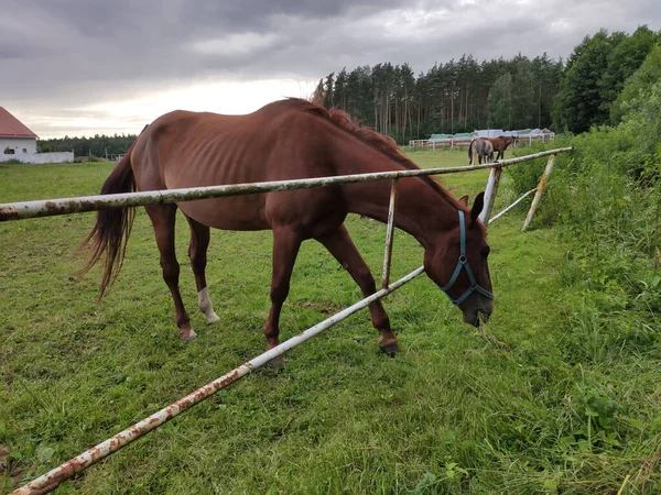 Egy Közeli Kép Egy Barna Lóról Amint Legelőn Legel — Stock Fotó