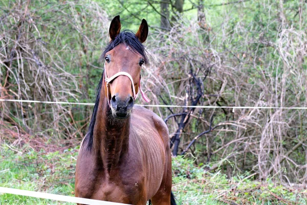 Bild Vacker Häst Ett Fält — Stockfoto