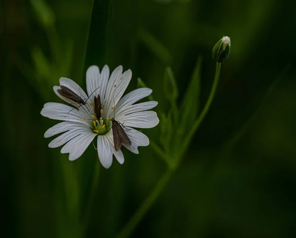白花上的苍蝇 — 图库照片