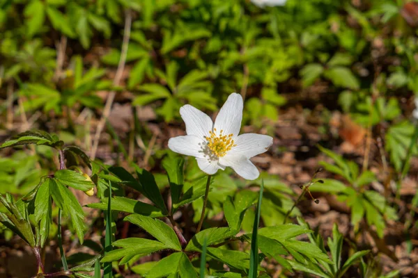 Primer Plano Una Hermosa Flor Anémona Madera Blanca Bajo Luz — Foto de Stock