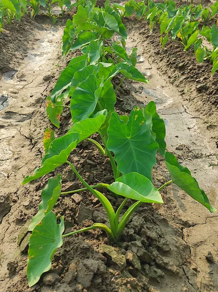 Sebuah Lahan Pertanian Dibudidayakan Tumbuh Taro Akar Sayuran Dengan Daun — Stok Foto