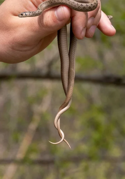 男の手の垂直ショット茶色の小さな薄いヘビを保持 — ストック写真