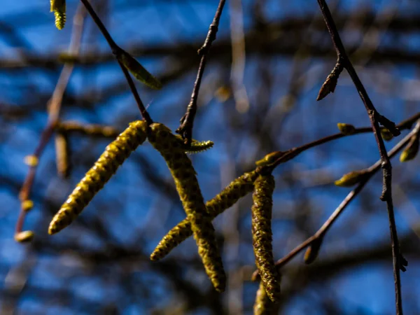 Selective Focus Shot Birch Branches Long Fluffy Catkins Spring — Stock Photo, Image