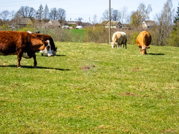 在阳光灿烂的日子 一群奶牛在牧场上吃草 — 图库照片